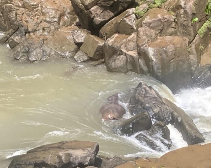 2 elephants perish at park waterfall