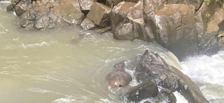 2 elephants perish at park waterfall