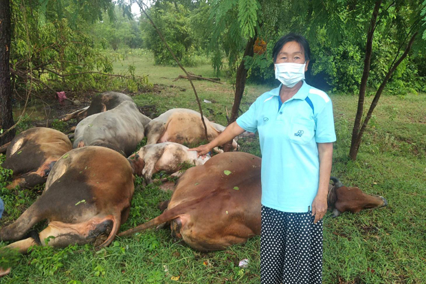 7 cows killed by lightning in Korat