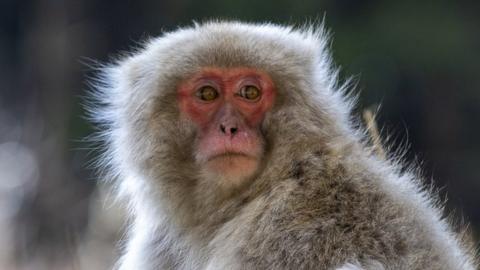 Japan monkeys: Member of gang terrorising locals caught and killed