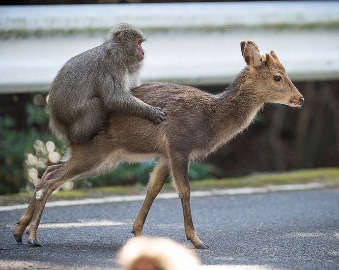 Japan’s police to take measures after wild monkey rampages