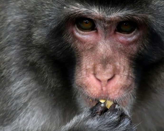 Marauding monkey caught, killed after dozens injured in Japan