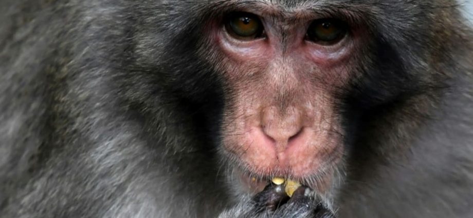 Marauding monkey caught, killed after dozens injured in Japan