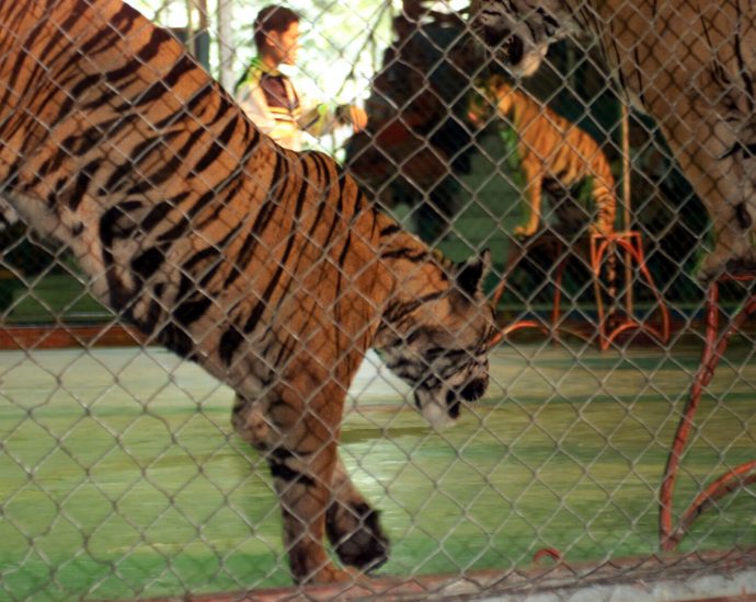 Thai hubs and tigers