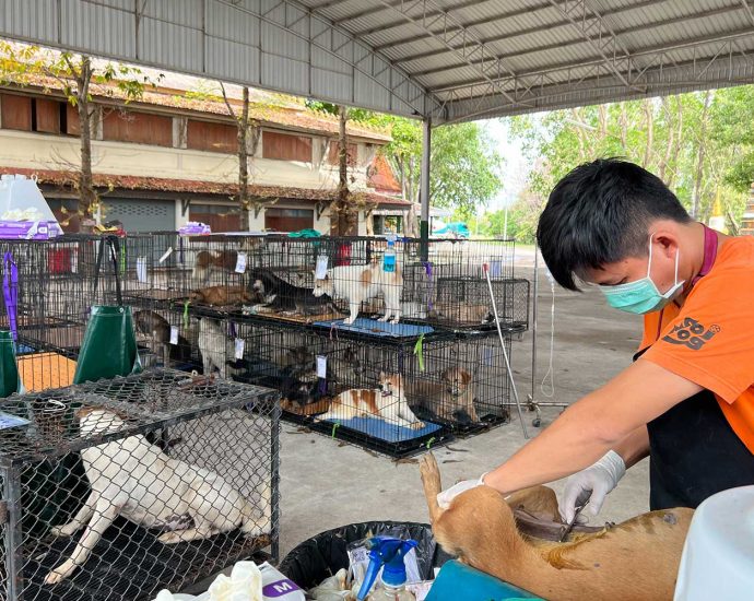 1m strays to be neutered in 2 yrs
