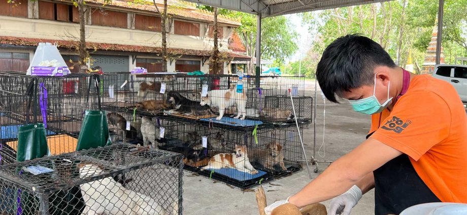 1m strays to be neutered in 2 yrs