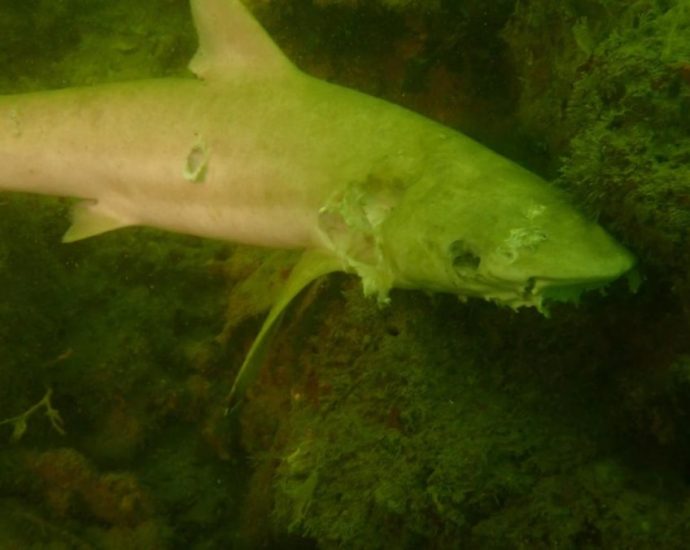 8 blacktip sharks found dead in waters off Pulau Hantu