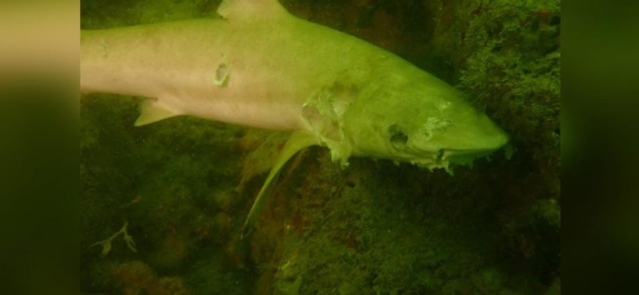 8 blacktip sharks found dead in waters off Pulau Hantu