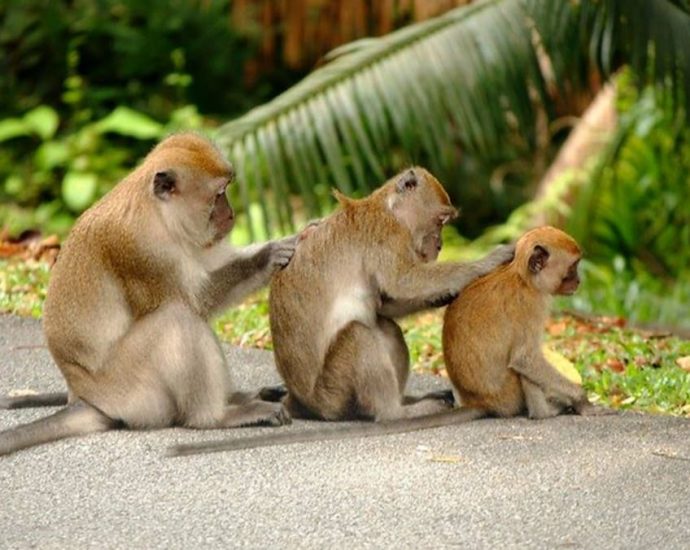About 2,500 cases of monkey intrusions, attacks reported in Singapore each year