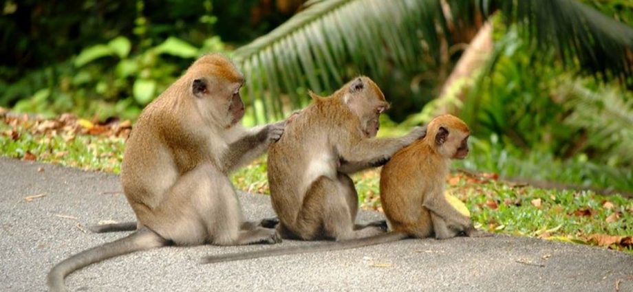 About 2,500 cases of monkey intrusions, attacks reported in Singapore each year