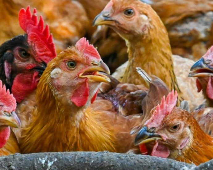 Chicken supply in Malaysia has stabilised, surplus can be exported: Agriculture minister