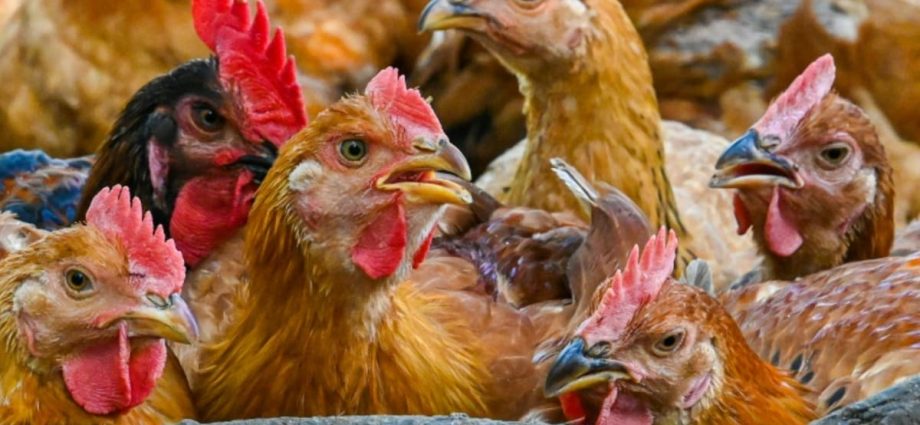 Chicken supply in Malaysia has stabilised, surplus can be exported: Agriculture minister