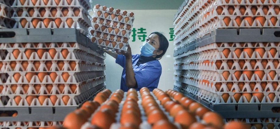 China heatwave pushes up prices as hens lay fewer eggs