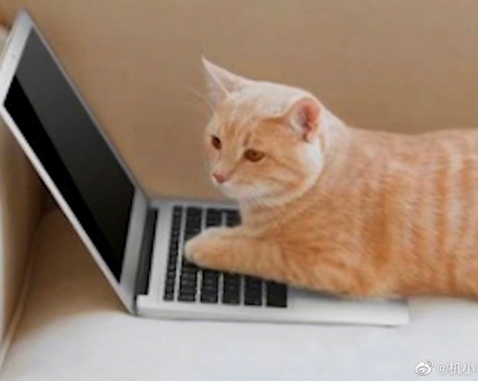 Chinese cat has its day in court: teacher fired for kitty’s on-camera cameo in online class wins unfair dismissal case