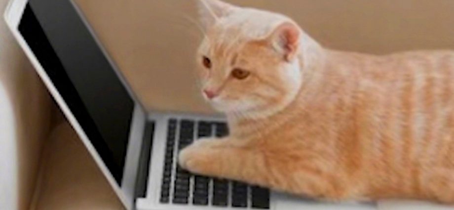 Chinese cat has its day in court: teacher fired for kitty’s on-camera cameo in online class wins unfair dismissal case