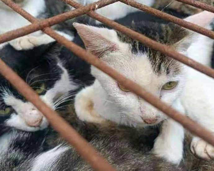 Chinese police rescue 150 cats headed for dinner tables