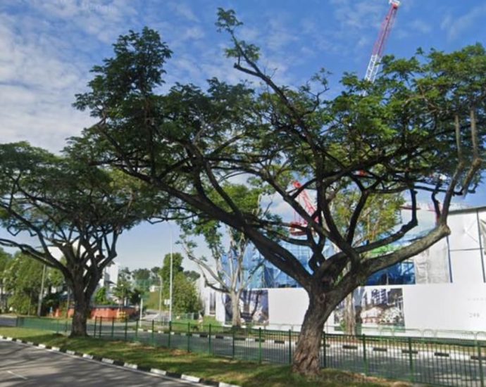 Construction firm fined for damaging 28 roadside trees in Yio Chu Kang