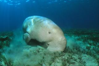 Dugong: Relative of mammal that inspired mermaid tales extinct in China