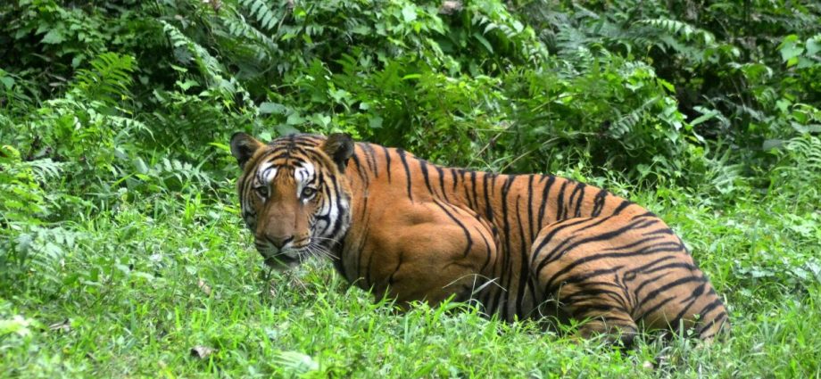 Earning its stripes: tech bid to crack tiger trade