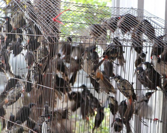 Fleeing smugglers abandon 400 protected birds