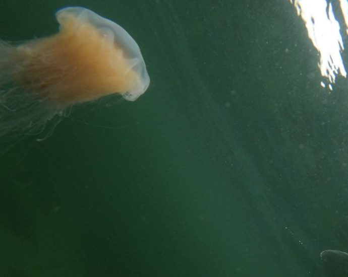 French boy, 5, dies from jellyfish sting in Pangkor Island