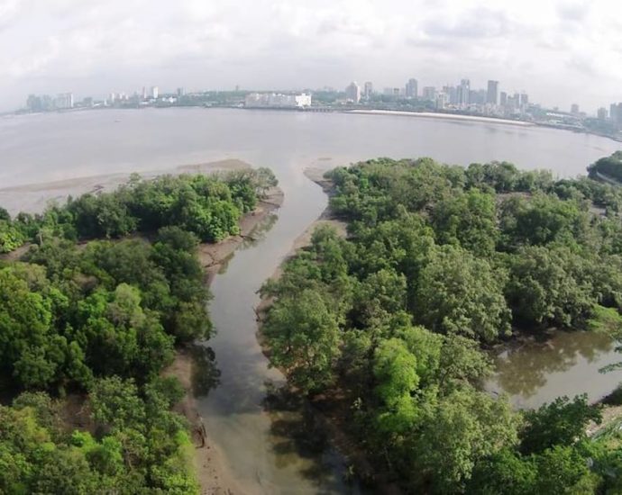 Google will provide US million to Singapore’s Mandai Nature to tackle climate crisis