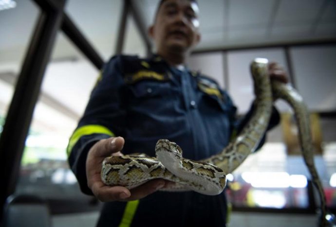 Indian smuggler arrested at Suvarnabhumi airport with fox, pythons