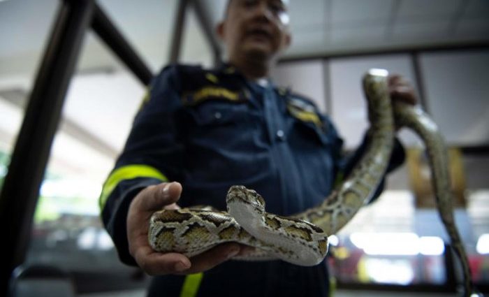 Indian smuggler arrested at Suvarnabhumi airport with fox, pythons