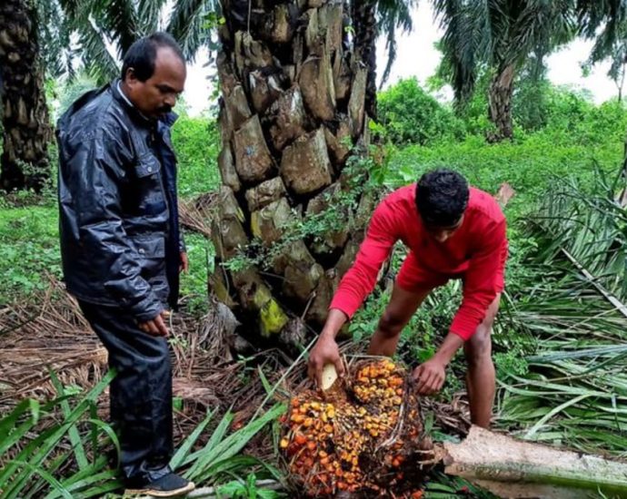 India’s palm oil imports fall in July as soyoil jumps to record high