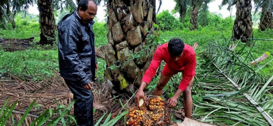 India’s palm oil imports fall in July as soyoil jumps to record high