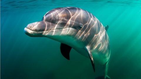 Japan dolphin: Two more swimmers bitten