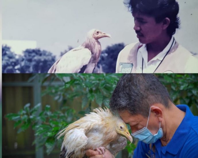 Jurong Bird Park’s pioneer generation vulture dies