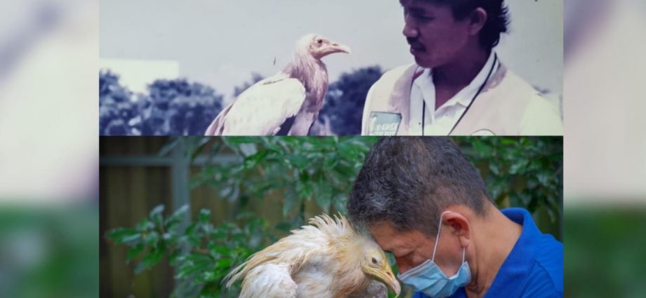 Jurong Bird Park’s pioneer generation vulture dies