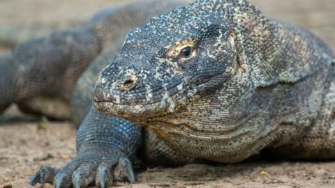 Komodo dragons: Indonesians strike over entry price hike