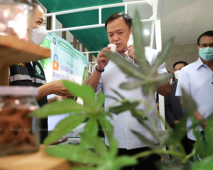 Malaysia eyes Thai weed policy