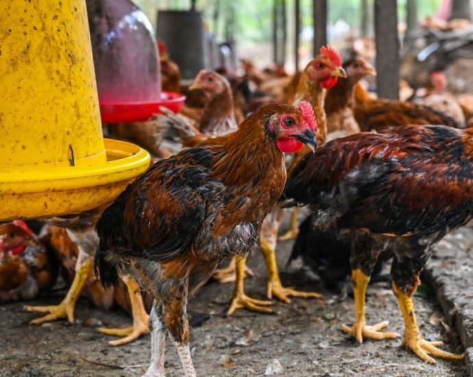 Malaysia’s chicken export to be considered only if domestic supply not affected, says special task force against inflation