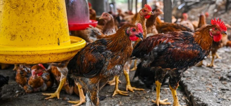 Malaysia's chicken export to be considered only if domestic supply not affected, says special task force against inflation