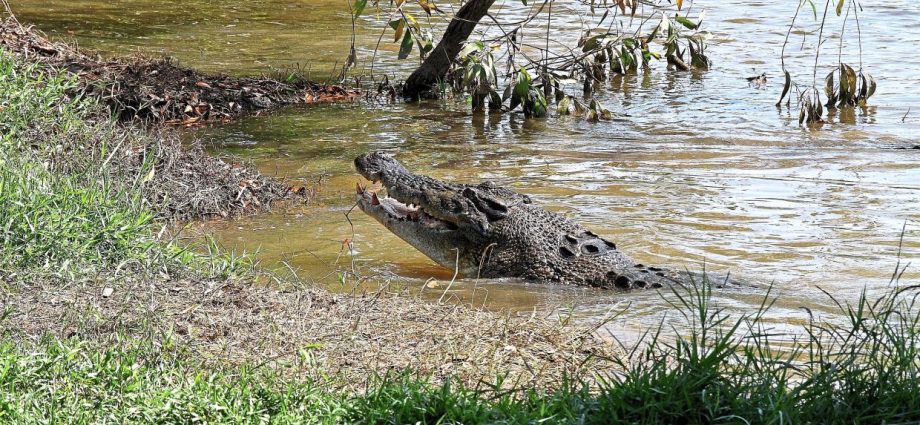 Man attacked by crocodile while fishing in Semporna