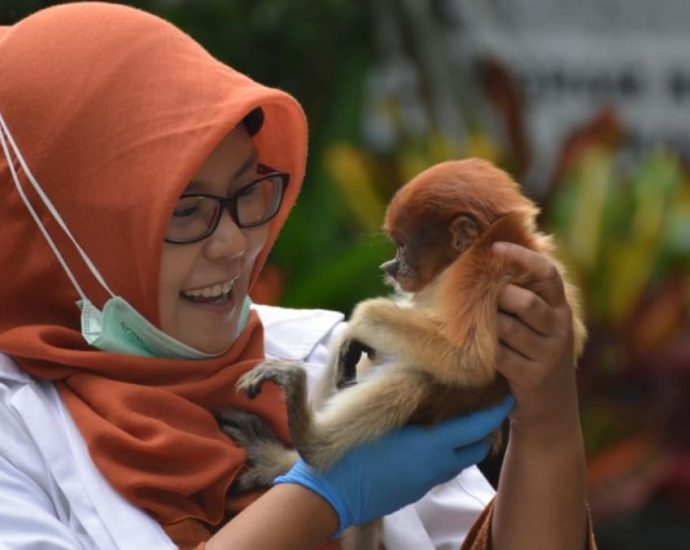 Meet the Indonesian woman who dedicates her life to saving South Kalimantan’s proboscis monkeys