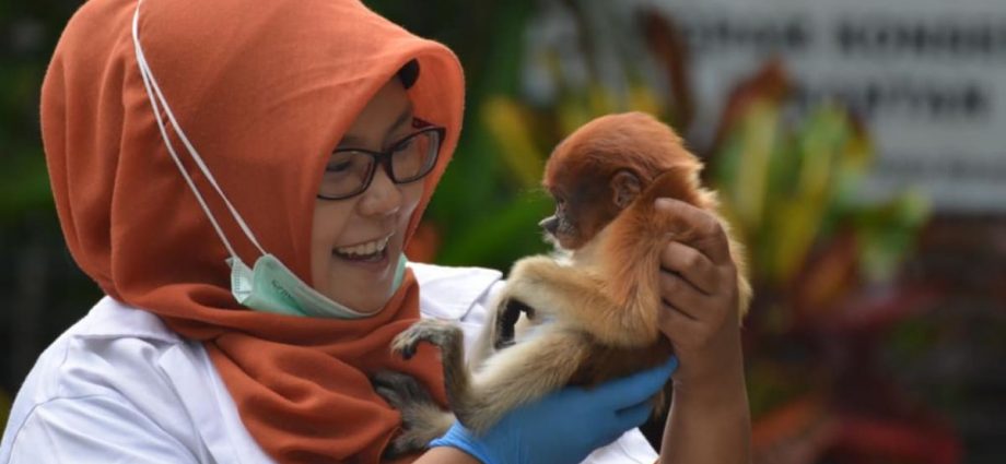 Meet the Indonesian woman who dedicates her life to saving South Kalimantan’s proboscis monkeys