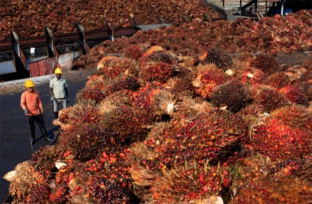 MPOCC has never endorsed other parties to provide consultation services for palm oil dealers – MPIC