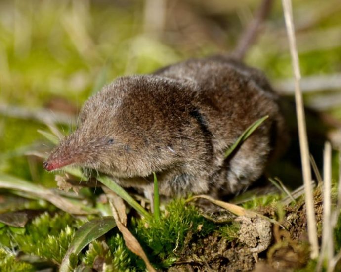 New Langya virus infects 35 people in eastern China; likely transmitted from shrews