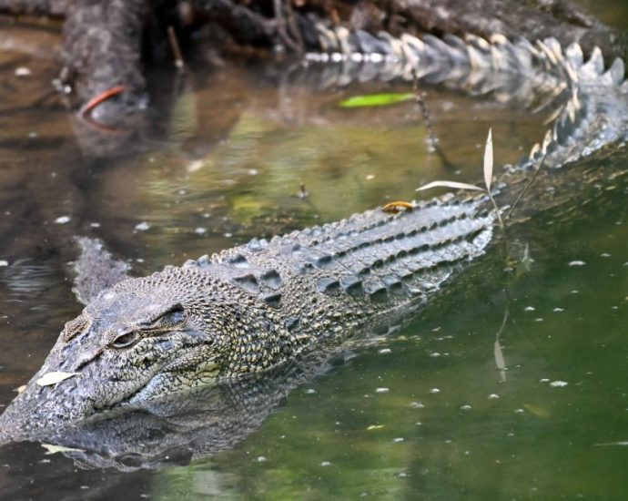 No takers yet for Sabah's croc hunting permits