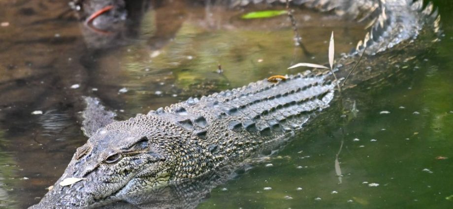 No takers yet for Sabah's croc hunting permits