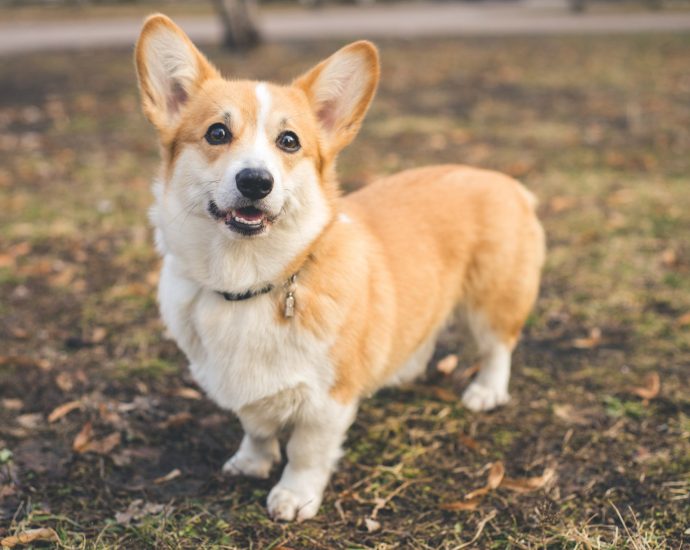 ‘Not without my corgi’: divorce in China turns nasty after couple can’t agree on custody of pet dog, case goes viral