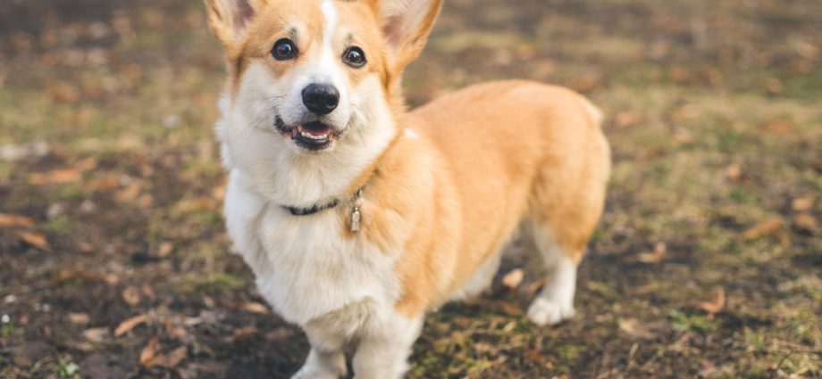 ‘Not without my corgi’: divorce in China turns nasty after couple can’t agree on custody of pet dog, case goes viral