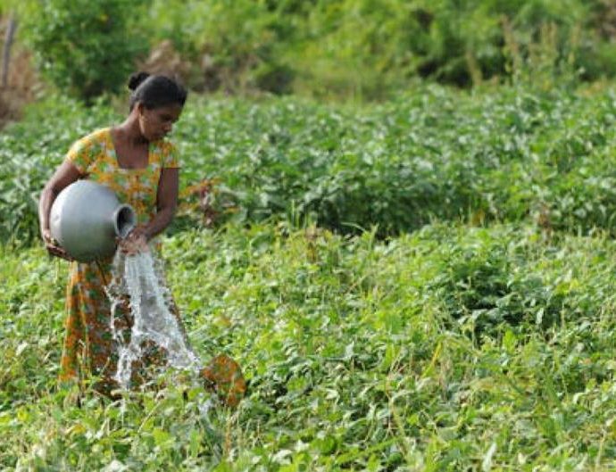 Organic farming angle to Sri Lanka’s torments