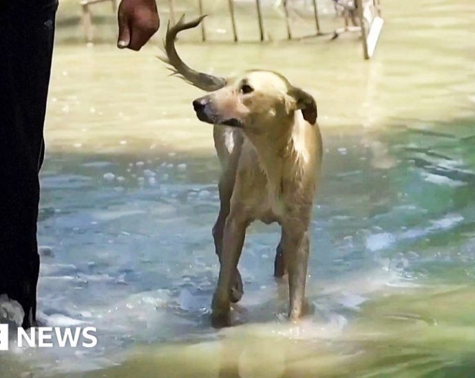 Pakistan floods: Dog shelter staff rescue 250 canines