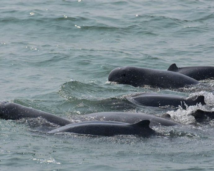 Saving Songkhla’s last dolphin pod