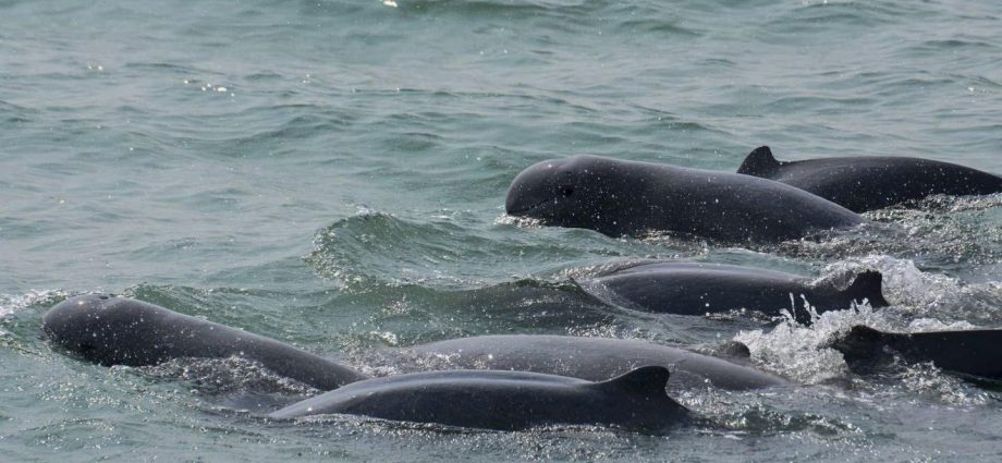 Saving Songkhla’s last dolphin pod